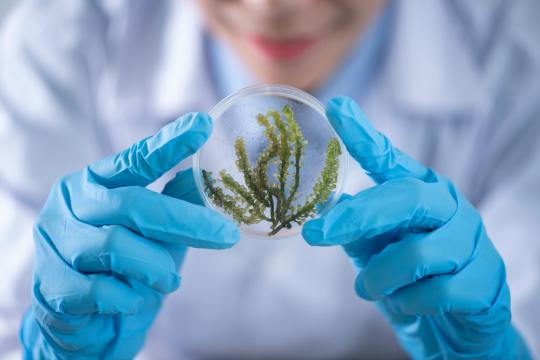 Flatworm Brain Regeneration Genes Could Guide Parkinson's Therapies