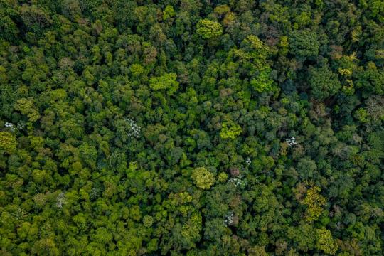 Amazon Wildfires Are Choking the Trees That Survived