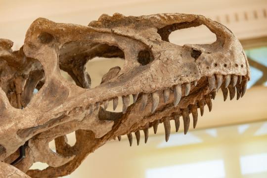 This Ancient Crocodile Hunted Shrimp With Needle Teeth