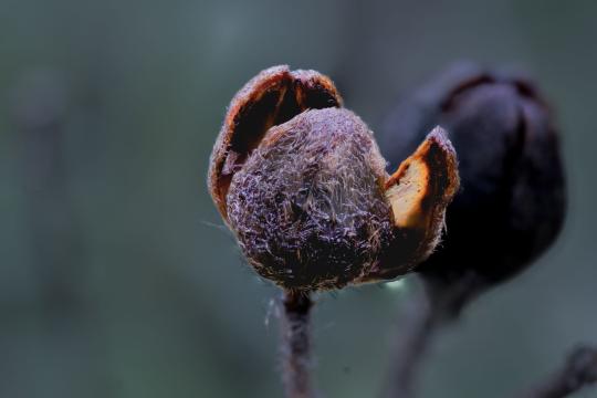 Fossil flowers in amber: 15-million-year-old find in China