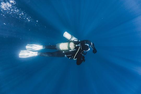 Whalefall box office falters despite strong reviews