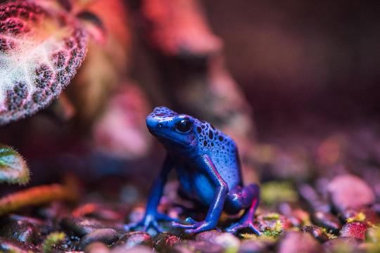 Navalny Poisoned With Dart Frog Toxin UK Confirms
