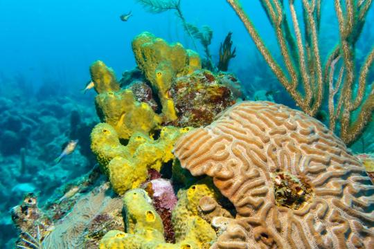 Bleached Coral Recovery Hits Record Speed in Stanford Study