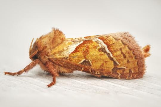 Moth-Wing Soundproofing Could Make Thin Walls Quieter