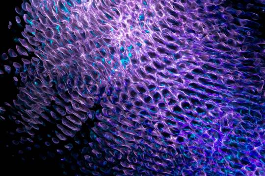 Hidden Cellular Winds Discovery Could Revolutionize Cancer Fight