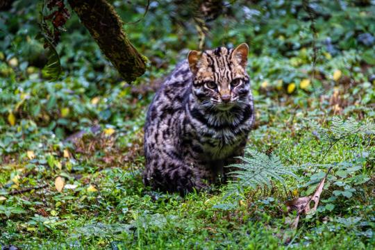 Tilcayo Tiger Cat: First New Wildcat Species in 100 Years