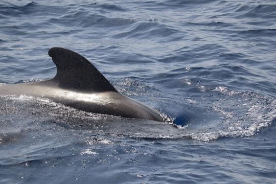 The Iceland Whaling Ban That Could End the Hunt