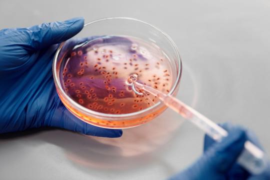 Deadly Fungus Outsmarts Antifungals by Copying Its Genome