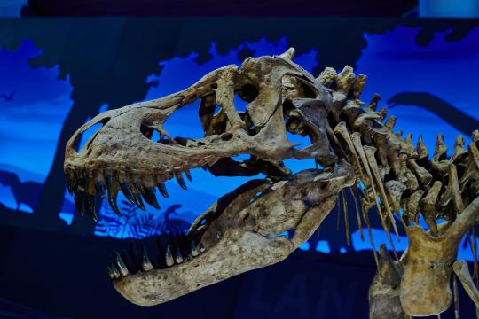 Early Land Animals Could Barely Turn Their Heads
