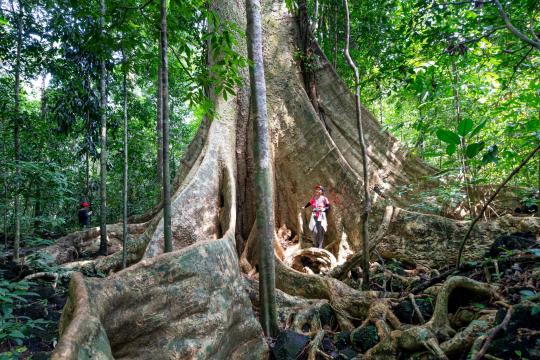 New Baobab Species Adansonia bozy Found Hiding in Madagascar