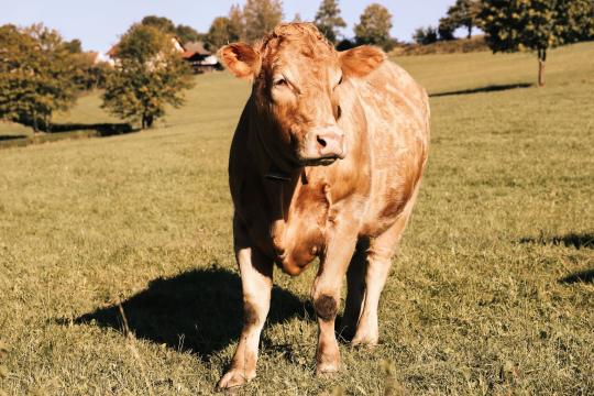 The Not Laughing Cow Campaign Is Genius Marketing