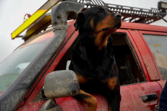 Holiday Travel Plans Are Going to the Dogs