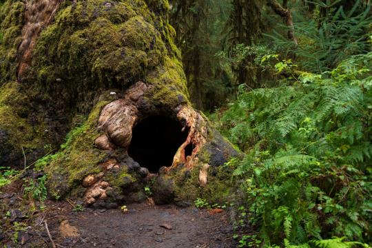7,500 Donors Paid a Logger to Save the Elwha Rainforest