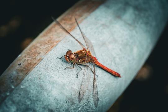 Insect Wing Evolution Mystery Solved After a Century