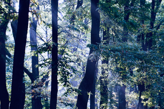 Beech Seedlings That Start Taller Keep the Lead for Decades