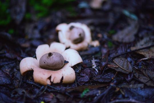 The D-Rex Giant Fungus Quiz: Six Questions