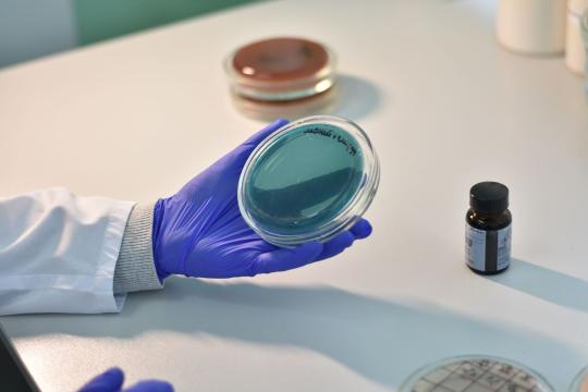 Scientists Unlock an Edible Alga's Natural Sunscreen Secret