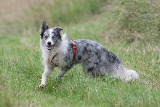 Alberta Immigration Referendum Planned for October