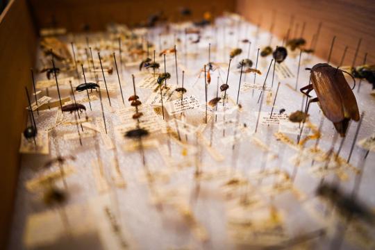 Frog Mystery Cracked: Museum Specimens Solve Fifty-Year Puzzle