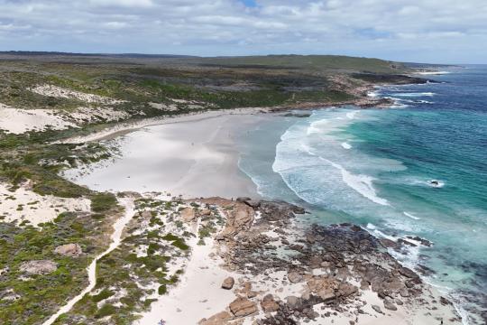 Toxic Algae Bloom Killed Thousands of Sharks in Australia