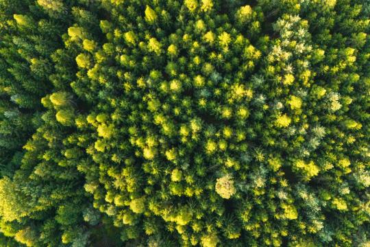 Amazon Canopy Bird Study Maps At-Risk Forests