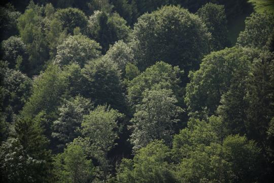 Bark Beetle Early Warning Comes Two Years Early From Orbit