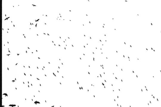 Official UFO Videos Might Just Show Birds, Scientists Say