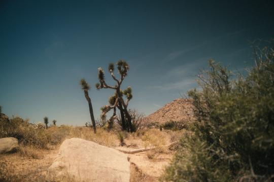 California Joshua Tree Law Cuts Red Tape on Dead Tree Removal