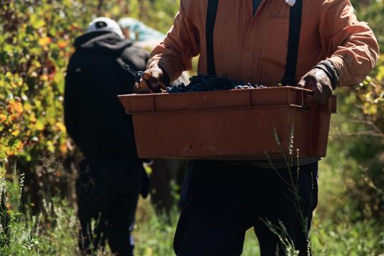 German Wine Is Ditching the Glass to Win Over Gen Z