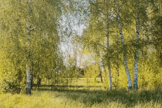 Scientists Find the Gene Switch for Pollen-Free Birch Trees
