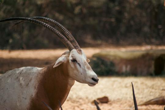 Scimitar-Horned Oryx Comeback: A Species Relearning the Wild