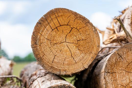 softwood lumber duties upheld as NAFTA panel sides with U.S.