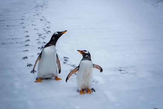 Penguin Colony Collapse: 63% Drop Ends Zavodovski's Reign
