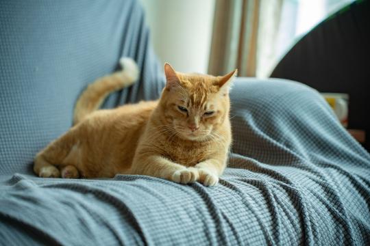 Your cat may share your hormones, study finds