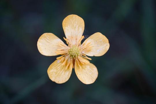 Linaria alfercensis: Tourist Photo Revealed New Flower