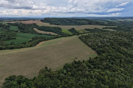 Southern Hemisphere Pines Grow Four Times Faster