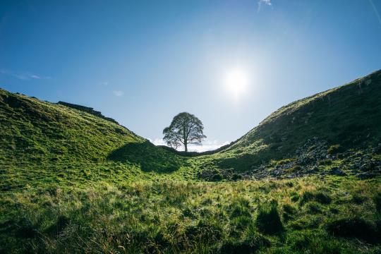 Sycamore Gap Tree Stump Sprouts New Life Three Years After Felling