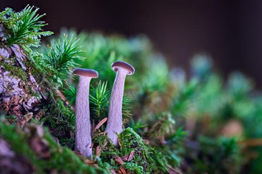 Two New Fungi Found on Thailand's Neem Trees