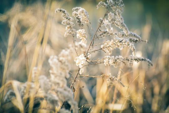 Rhynchospora Tenuis Has Sex Without Shuffling Its DNA