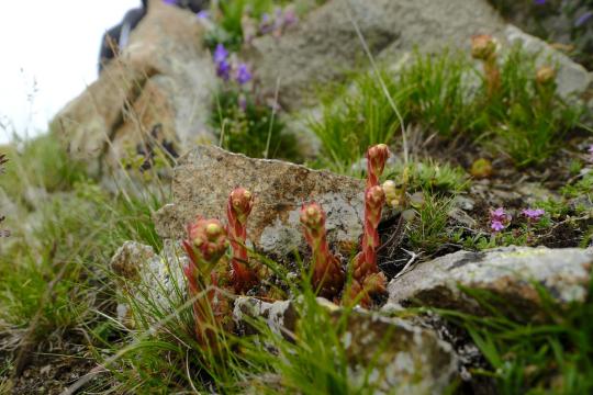 Sason Tulip: New Reverse Tulip Species Found in Türkiye