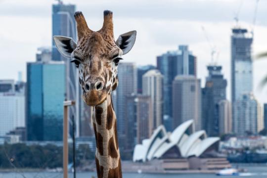 Planet Zoo 2 Arrives Tomorrow With Aquariums and Aviaries