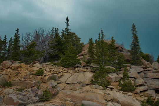 The world's oldest tree may be a Chilean cypress, not Methuselah