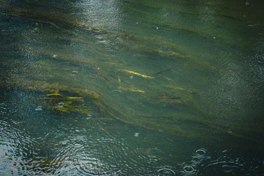 Bullfrog Brains Make Their Own Emergency Fuel, Study Finds