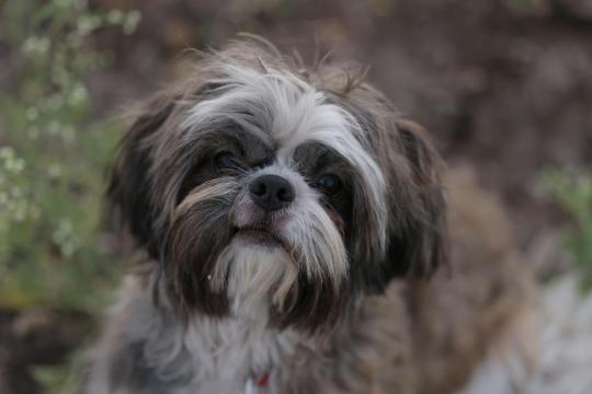 No Phone Policy Dog: Viral Shih Tzu Is Saving Us from Screens