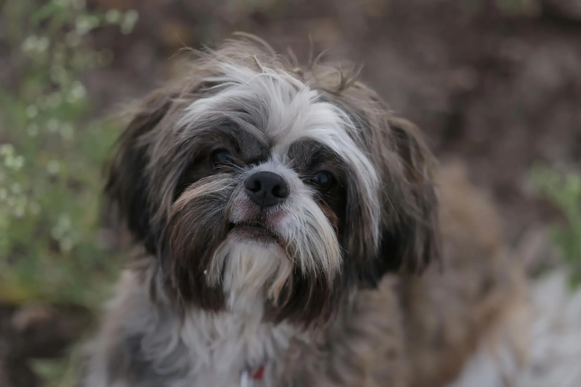 No Phone Policy Dog: Viral Shih Tzu Is Saving Us from Screens