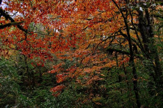 New Orange-Fruited Casearia napoensis Is Critically Endangered