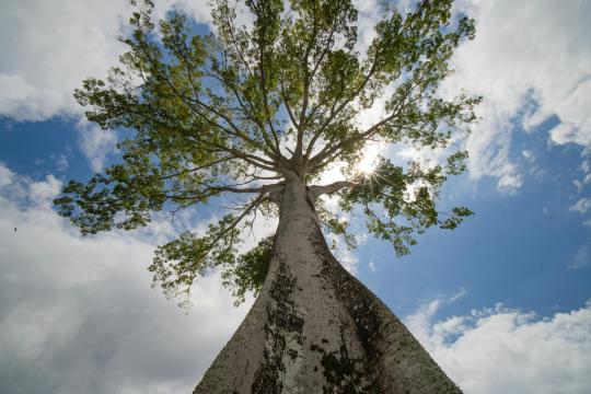 Amazon Deforestation 2026: Brazil Forests Under Pressure